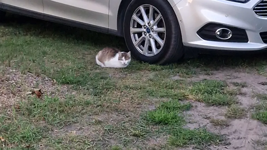 FORD S-MAX S-MAX 2.0 TDCi Titanium PowerShift